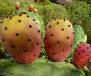 Prickly pear prickly-pear