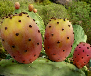 prickly-pear