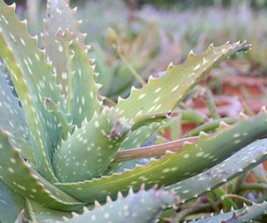aloe aloe