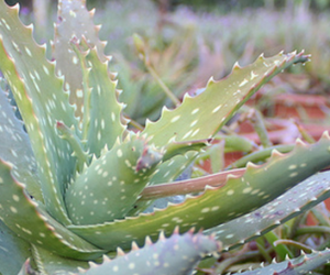 aloe