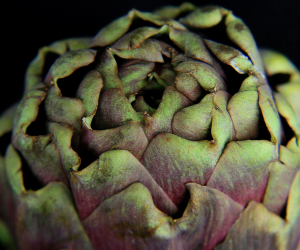 artichoke artichoke