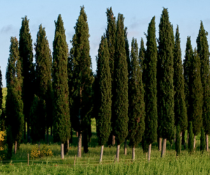 cypress cypress