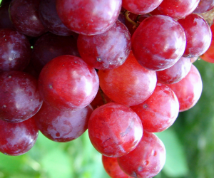 grape grape