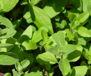marjoram marjoram