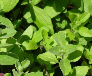 marjoram