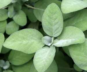 sage sage
