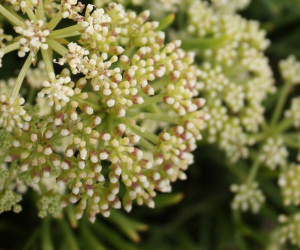 sea fennel sea-fennel