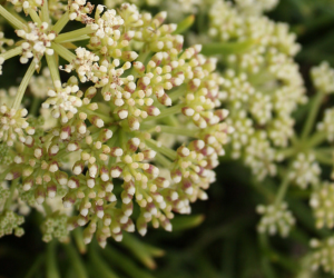 sea-fennel